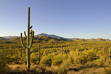 Saguaro Cactus at Saguaro National Park, Tucson, AZ